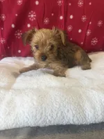 Sable , a male Yorkshire Terrier for sale in Concord, NC – 1 of 3