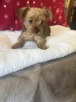 Sable , a male Yorkshire Terrier for sale in Concord, NC – 3 of 3