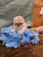 Teddy , a male Shih Tzu for sale in Concord, NC – 4 of 4