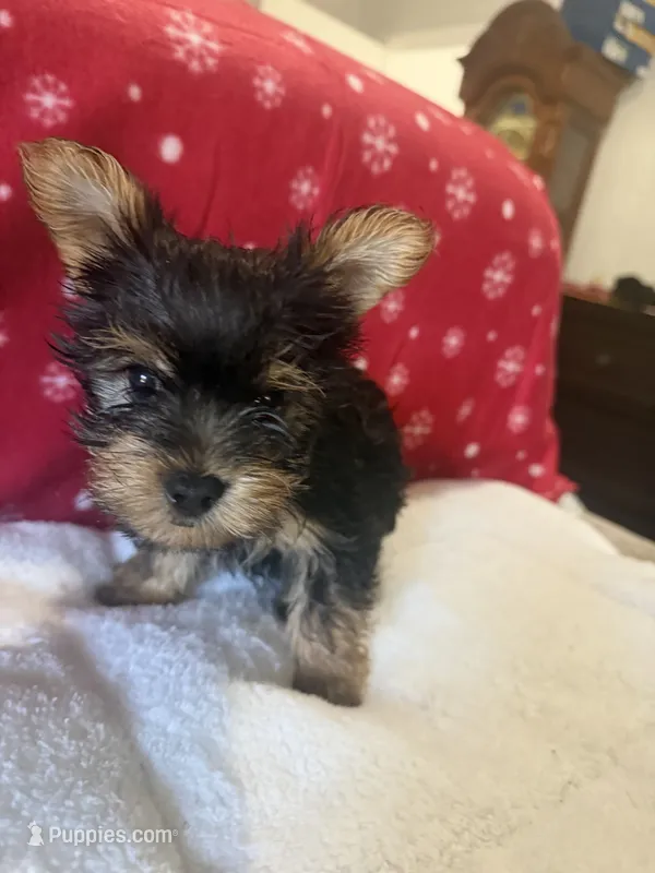 Traditional  – Yorkshire Terrier puppy for sale in Concord, NC
