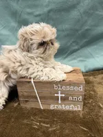 Teddy , a male Shih Tzu for sale in Concord, NC – 2 of 4