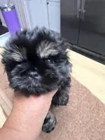 Emma , a female Shih Tzu for sale in Concord, NC – 2 of 3