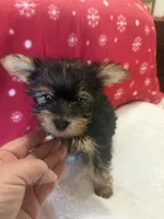 Traditional , a male Yorkshire Terrier for sale in Concord, NC – 2 of 3