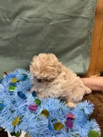Teddy , a male Shih Tzu for sale in Concord, NC – 3 of 4