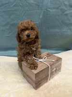 Rusty, a male Poodle - Toy  for sale in Concord, NC – Photo 2 of 3