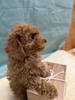 Rusty, a male Poodle - Toy  for sale in Concord, NC – Photo 3 of 3