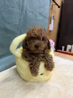 Rusty, a male Poodle - Toy  for sale in Concord, NC – Photo 1 of 3