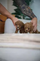 Oracle, a male Poodle - Toy  for sale in College Station, TX – Photo 6 of 6