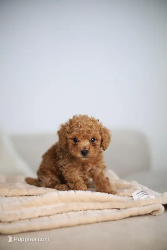 Oracle, a male Poodle - Toy  for sale in College Station, TX – Photo 1 of 6