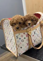 Oracle, a male Poodle - Toy  for sale in College Station, TX – Photo 4 of 6