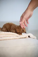 Oracle, a male Poodle - Toy  for sale in College Station, TX – Photo 2 of 6