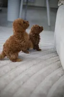 Oracle, a male Poodle - Toy  for sale in College Station, TX – Photo 5 of 6