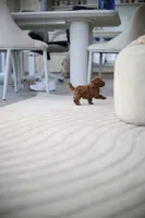 Zeus, a male Poodle - Toy  for sale in College Station, TX – Photo 3 of 6