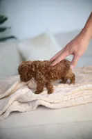 Zeus, a male Poodle - Toy  for sale in College Station, TX – Photo 6 of 6