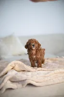 Zeus, a male Poodle - Toy  for sale in College Station, TX – Photo 4 of 6