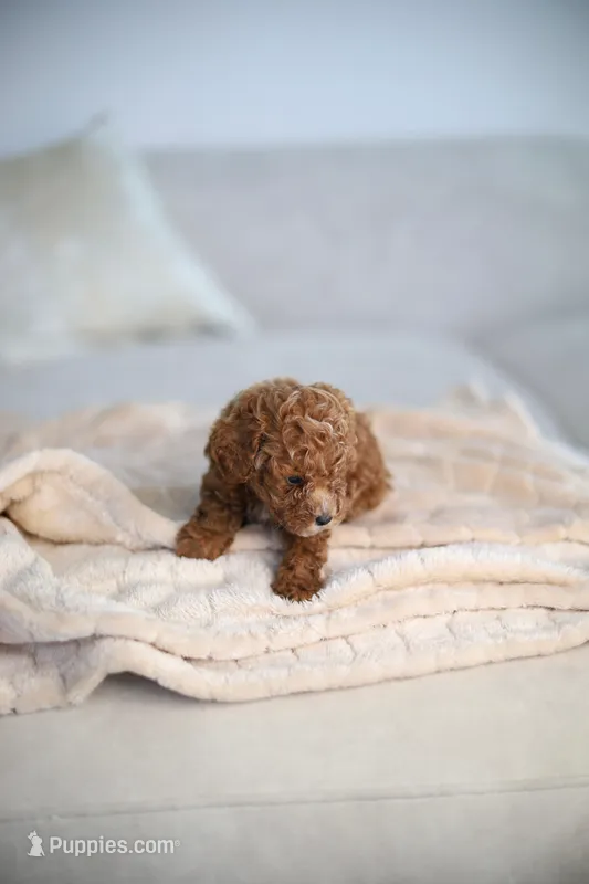 Zeus – Poodle - Toy  puppy for sale in College Station, TX