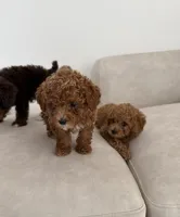 Zeus, a male Poodle - Toy  for sale in College Station, TX – Photo 5 of 6