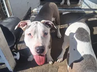 Roscoe, a male American Staffordshire Terrier for sale in Harrisburg, PA – Photo 5 of 6