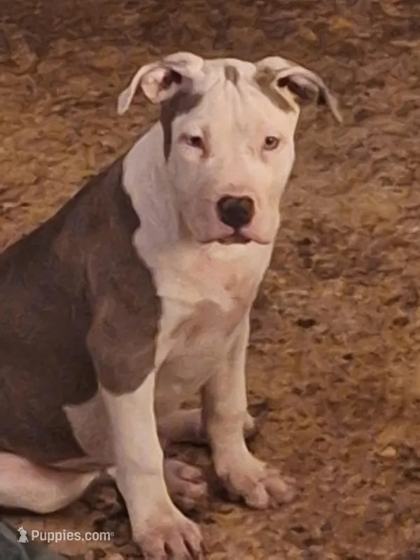 Roscoe – American Staffordshire Terrier puppy for sale in Harrisburg, PA