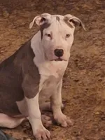 Roscoe, a male American Staffordshire Terrier for sale in Harrisburg, PA – Photo 1 of 6