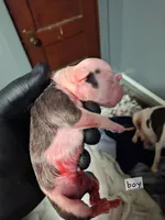 Roscoe, a male American Staffordshire Terrier for sale in Harrisburg, PA – Photo 4 of 6