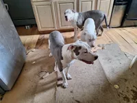 Roscoe, a male American Staffordshire Terrier for sale in Harrisburg, PA – Photo 6 of 6