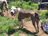Roscoe, a male American Staffordshire Terrier for sale in Harrisburg, PA – 9 of 9