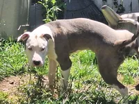 Roscoe, a male American Staffordshire Terrier for sale in Harrisburg, PA – 7 of 9