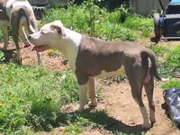 Roscoe, a male American Staffordshire Terrier for sale in Harrisburg, PA – 8 of 9