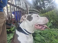 Roscoe, a male American Staffordshire Terrier for sale in Harrisburg, PA – 4 of 9