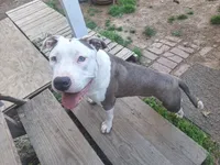 Roscoe, a male American Staffordshire Terrier for sale in Harrisburg, PA – 5 of 9