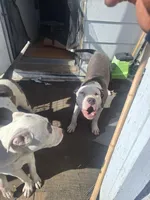 Broly, a male American Staffordshire Terrier for sale in Harrisburg, PA – Photo 5 of 5