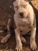 Broly, a male American Staffordshire Terrier for sale in Harrisburg, PA – Photo 3 of 5