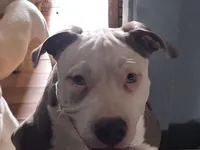 Broly, a male American Staffordshire Terrier for sale in Harrisburg, PA – Photo 4 of 5