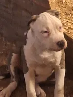 Broly, a male American Staffordshire Terrier for sale in Harrisburg, PA – Photo 2 of 5