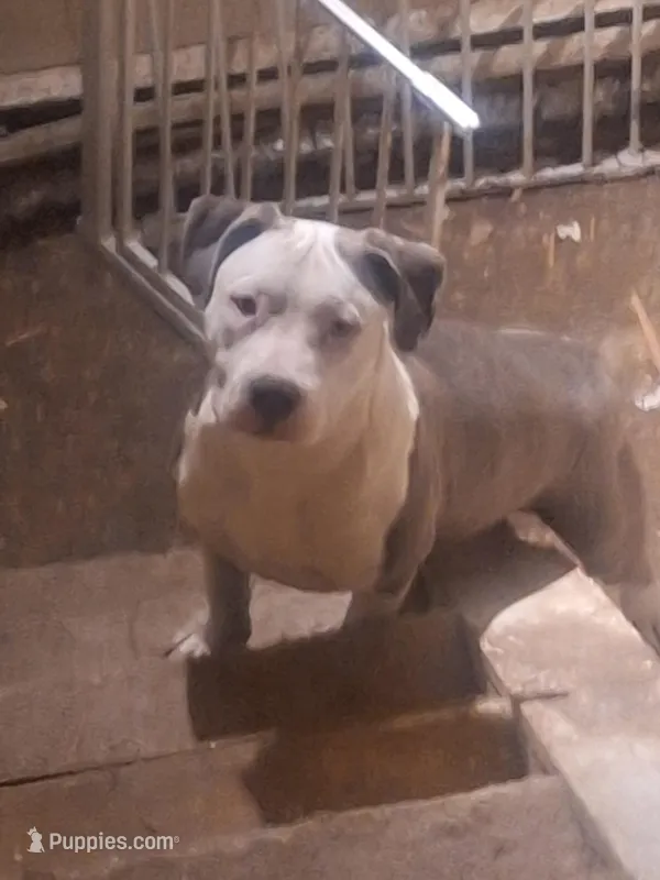 Broly – American Staffordshire Terrier puppy for sale in Harrisburg, PA