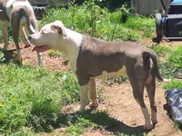 Roscoe, a male American Staffordshire Terrier for sale in Harrisburg, PA – 7 of 9
