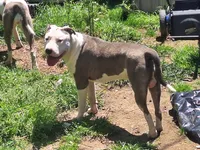 Roscoe, a male American Staffordshire Terrier for sale in Harrisburg, PA – 9 of 9