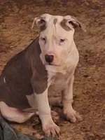 Roscoe, a male American Staffordshire Terrier for sale in Harrisburg, PA – 3 of 9
