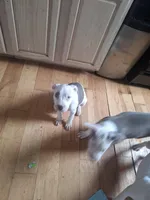 Missy, a male American Staffordshire Terrier for sale in Harrisburg, PA – Photo 6 of 8