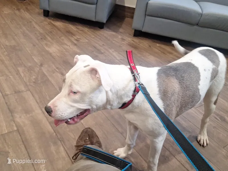 Missy – American Staffordshire Terrier puppy for sale in Harrisburg, PA