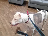 Missy, a male American Staffordshire Terrier for sale in Harrisburg, PA – Photo 1 of 8