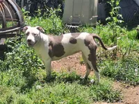 Missy, a male American Staffordshire Terrier for sale in Harrisburg, PA – 9 of 10
