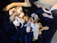 Missy, a male American Staffordshire Terrier for sale in Harrisburg, PA – Photo 8 of 8