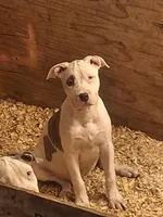 Missy, a male American Staffordshire Terrier for sale in Harrisburg, PA – Photo 3 of 8