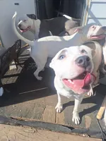 Missy, a male American Staffordshire Terrier for sale in Harrisburg, PA – Photo 7 of 8