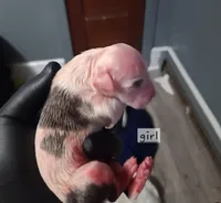 Missy, a male American Staffordshire Terrier for sale in Harrisburg, PA – Photo 4 of 8