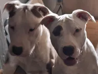 Missy, a male American Staffordshire Terrier for sale in Harrisburg, PA – Photo 2 of 8