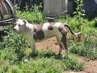 Missy, a male American Staffordshire Terrier for sale in Harrisburg, PA – 10 of 10