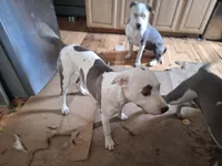 Missy, a male American Staffordshire Terrier for sale in Harrisburg, PA – Photo 5 of 8